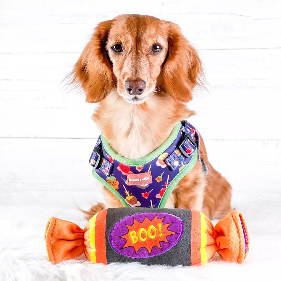 Milladivadoxie Dachshund Wearing Step-In Caramel Apple Print Dog Harness by Boogs & Boop with Halloween Toy.