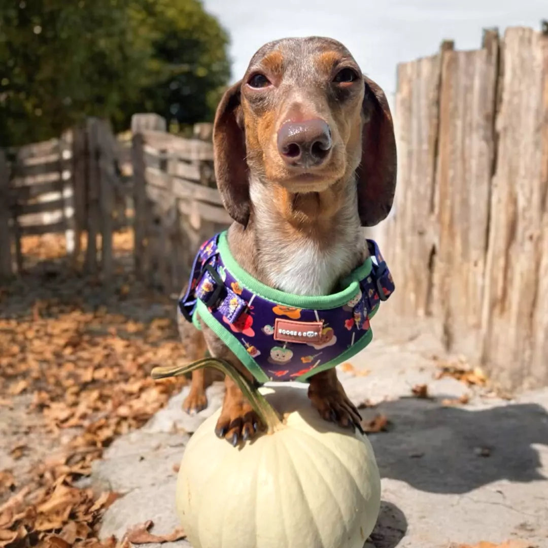 Cocoa.and.peanut Dachshund Wearing Step-In Caramel Apple Print Dog Harness by Boogs & Boop with Pumpkin.