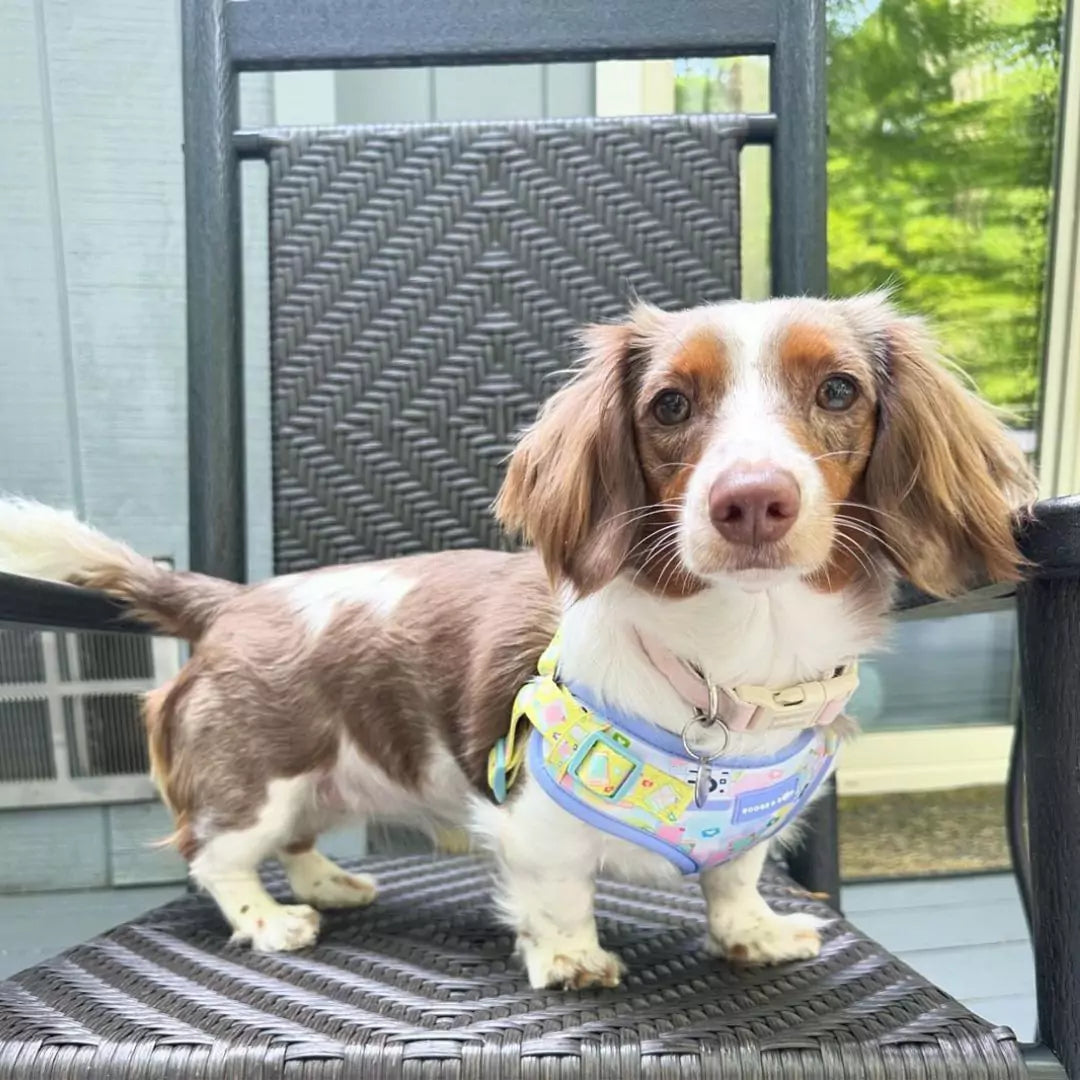 Ellie Longhaired Dachshund Wearing Step-In Pawlaroid Pupfluencer Print Dog Harness with Instagram-Theme for Influencers by Boogs & Boop.