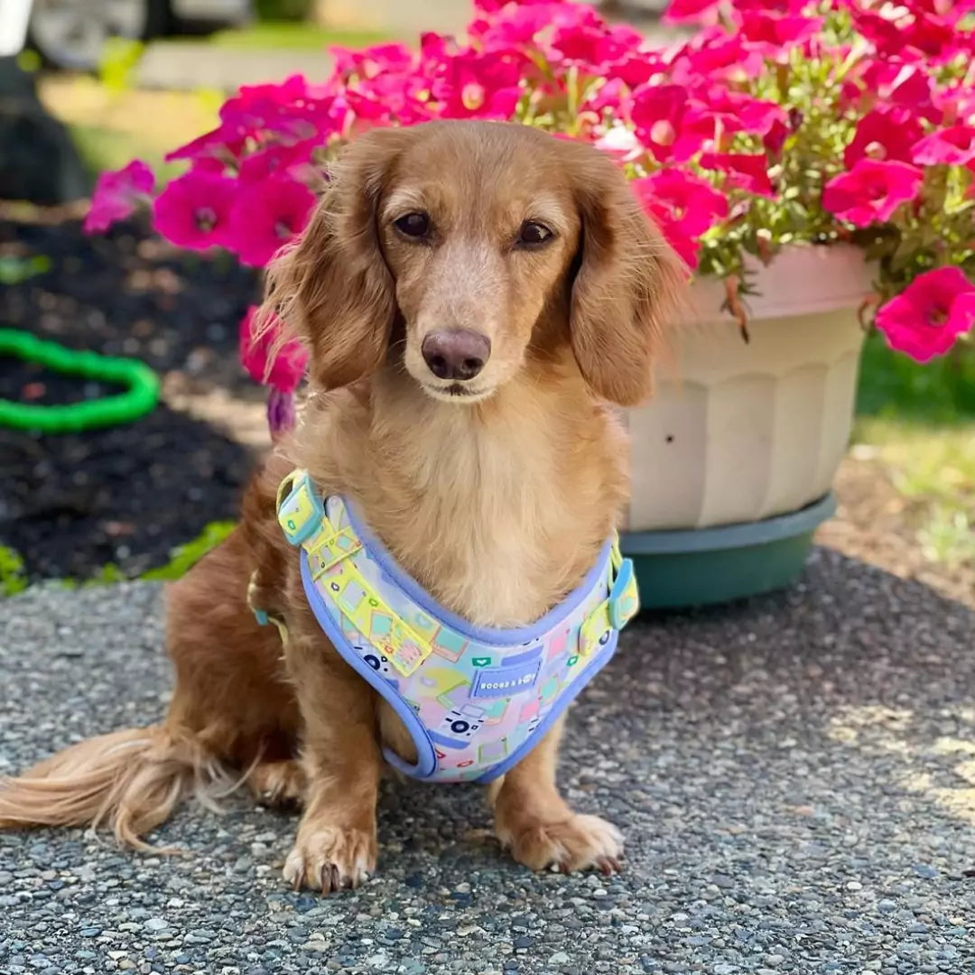 Milladivadoxie Longhaired Sausage Dog Wearing Step-In Pawlaroid Pupfluencer Print Dog Harness with Instagram-Theme by Boogs & Boop in the Spring.