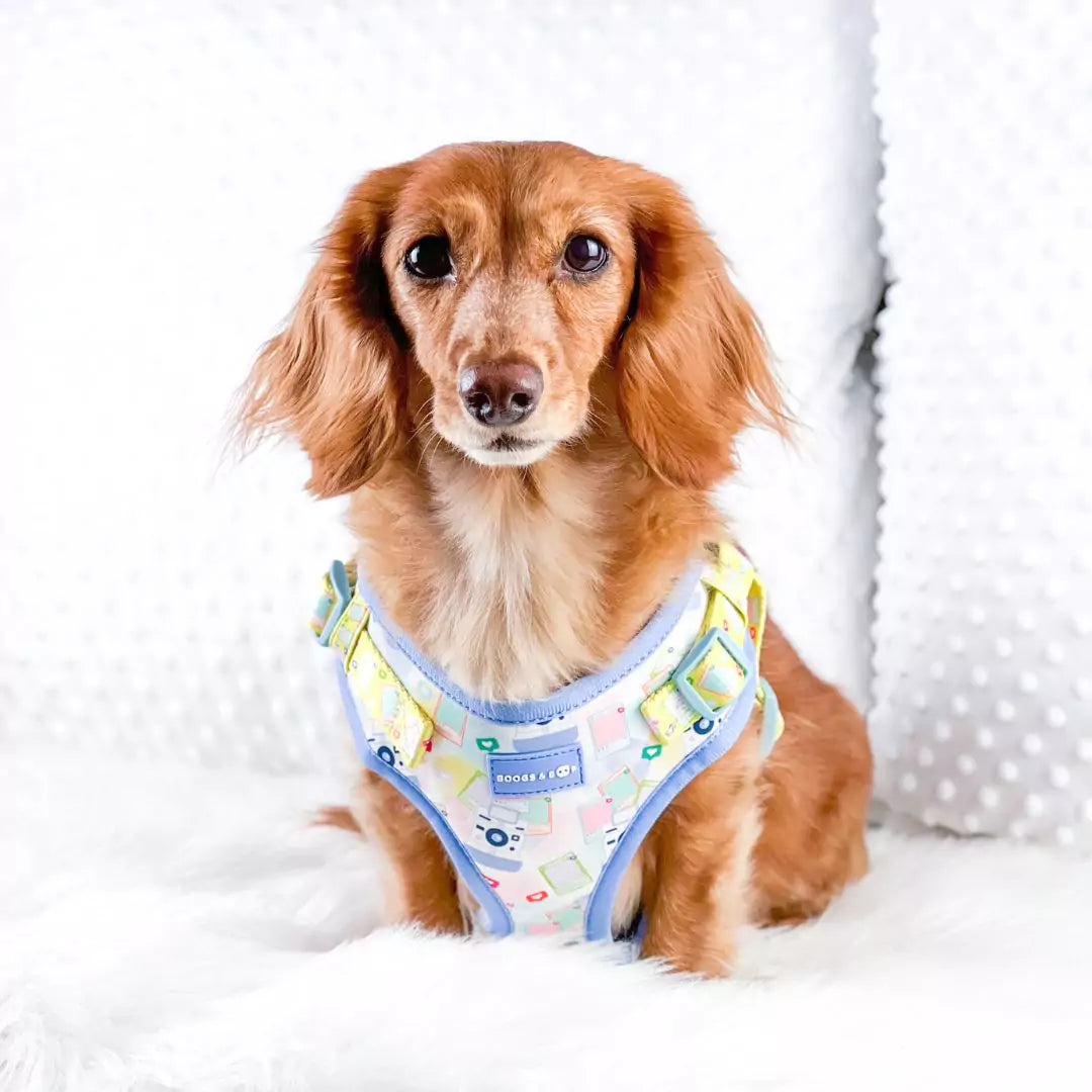 Milladivadoxie Longhaired Dachshund Wearing Step-In Pawlaroid Pupfluencer Print Dog Harness with Instagram-Theme by Boogs & Boop.