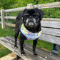 Daisy the Pug on Park Bench Wearing Step-In Pawlaroid Pupfluencer Print Dog Harness with Instagram-Theme by Boogs & Boop.