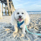 Coton de Tulear with tongue out at the beach wearing Adjustable Under the Sea Dog Harness by Boogs & Boop.
