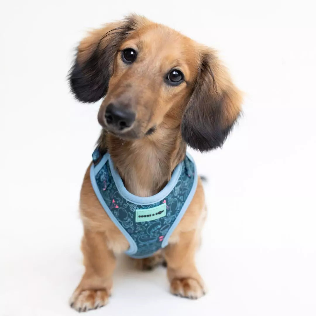 Dachshund wearing Adjustable Under the Sea Dog Harness by Boogs & Boop.
