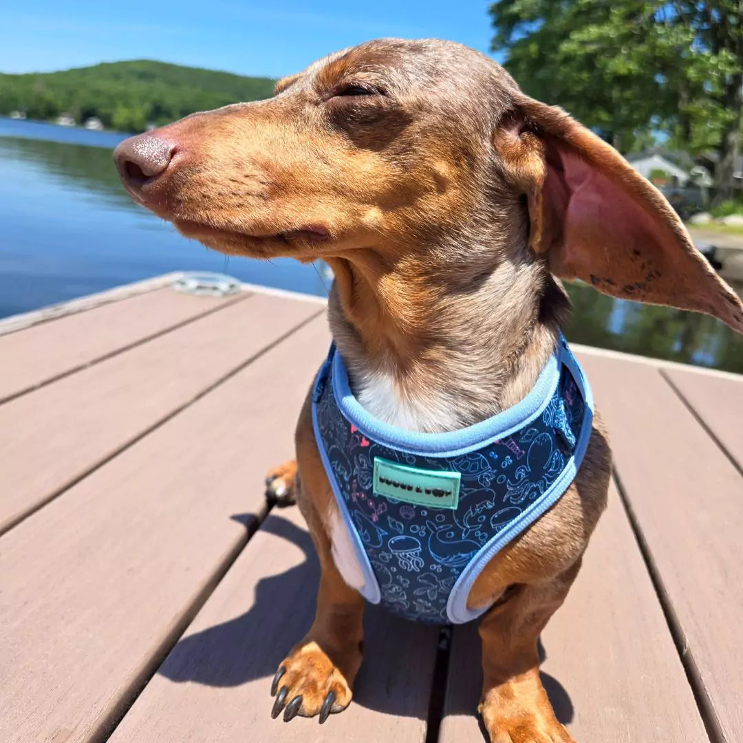 Dachshund at the lake wearing Adjustable Under the Sea Dog Harness by Boogs & Boop.