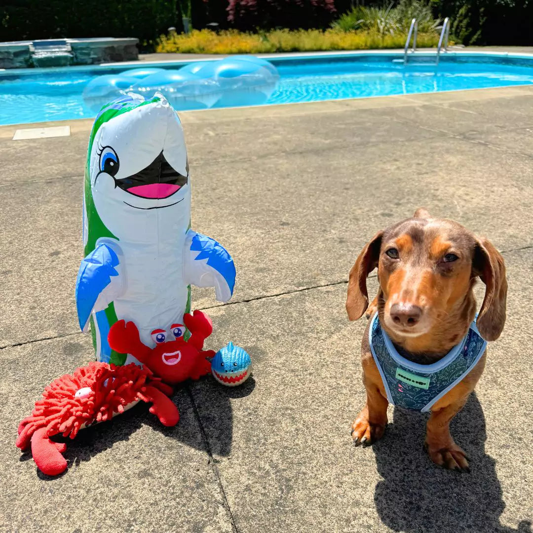 Norman the wiener dog at the pool with beach toys wearing Adjustable Under the Sea Dog Harness by Boogs & Boop.