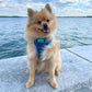 Pomeranian smiling at the beach wearing Adjustable Under the Sea Dog Harness by Boogs & Boop.