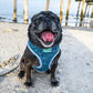 Pug with tongue out at the beach wearing Adjustable Under the Sea Dog Harness by Boogs & Boop.