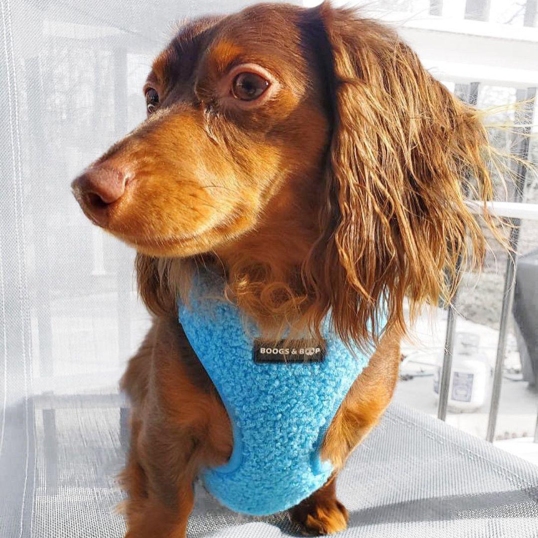 Dog harness outlet for cocker spaniel