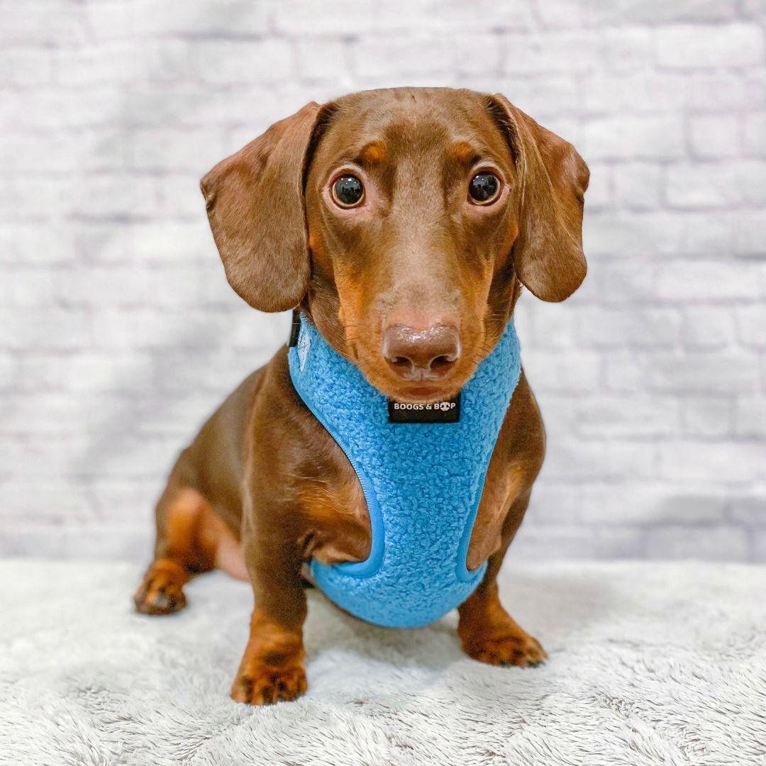 Dog harness clearance for miniature dachshund