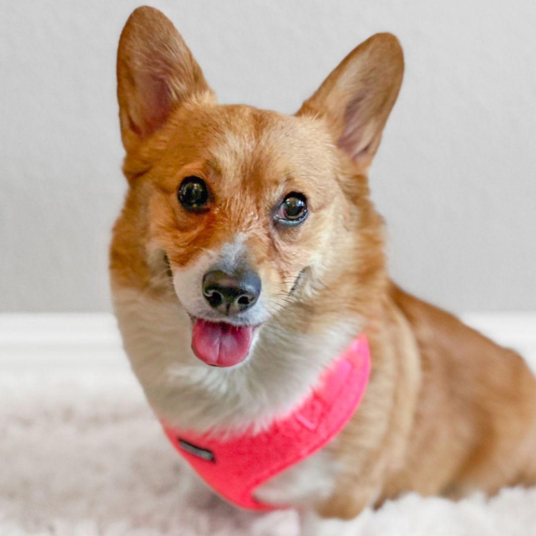 Adjustable Teddy Fabric Dog Harness Fluorescent Pink Boogs Boop